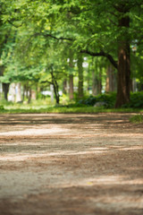 Fototapeta premium 夏の靭公園
