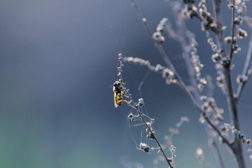 Hoverfly on the plant