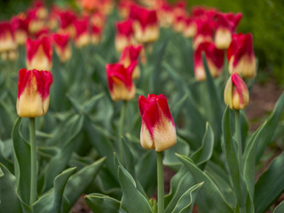 Spring tulips blooming