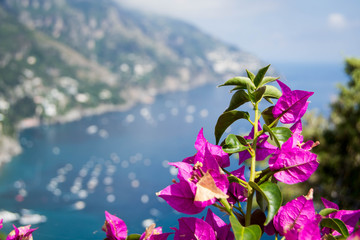 Flowers with Amalfi coast view 
