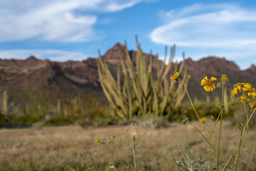 Organ Pipe Cactus National Monument - dying yellow desert wildflowers, ready to go to seed, in...