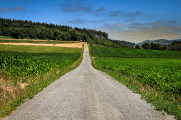 Camino de cultivos de maíz (Galicia)