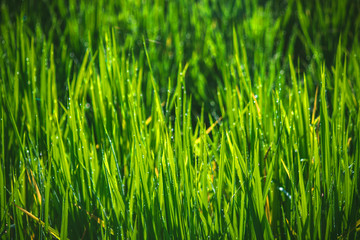 background selective focus closeup rice field