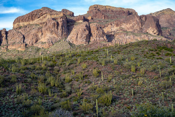 Patches of Organ Pipe Cactus grow along Ajo Mountain Drive in the Arizona Sonoran desert in the National Monument