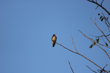 Beautiful birds in different sceneries