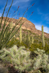 Cholla cactus, ocotillo plants and saguaro cactus grow together along Ajo Mountain Drive in Arizona...
