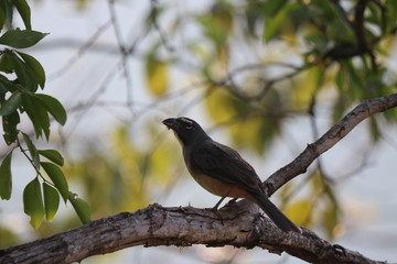 Fototapeta premium Beautiful birds in different sceneries