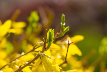 yellow flower,Green leaves,Forsythia suspensa