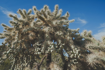 A chainfruit cholla cactus in Organ Pipe National Monument in the Sonoran Desert of Arizona