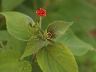 Colors of the flowers