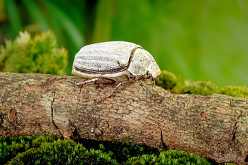 Beetle : White beetle (Lepidiota stigma Fabricius), edible beetle from southern Thailand. Edible insects live in nature. Entomophagy, other natural sources of nutrients. Exotic food