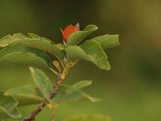 Colors of the flowers