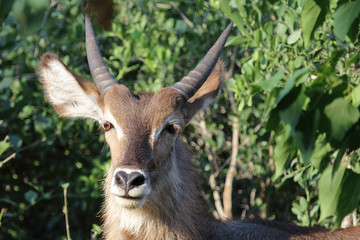 Wasserbock / Waterbuck / Kobus ellipsiprymnus