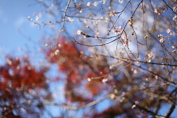 紅葉と四季桜