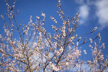 青空と四季桜