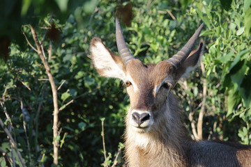 Fototapeta premium Wasserbock / Waterbuck / Kobus ellipsiprymnus