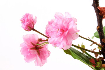 Fototapeta na wymiar beautiful spring pink cherry flower blooming with leaves flower texture background