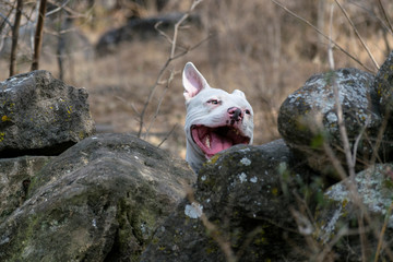 Perro pitbull detrás de las rocas en el monte.