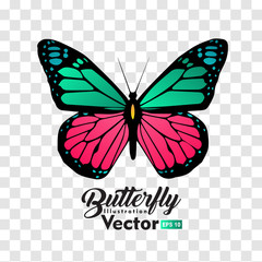 colorful Butterfly illustration vector collection