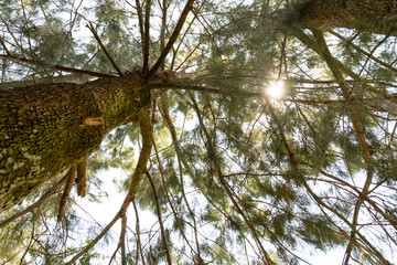El sol a travéz de los árboles del bosque
