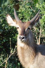 Wasserbock / Waterbuck / Kobus ellipsiprymnus