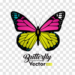 colorful Butterfly illustration vector collection
