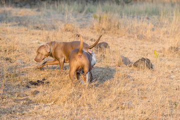Perro pitbull disfrutando al aire libre