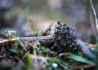  Nature. A cone in the forest lies near the twigs