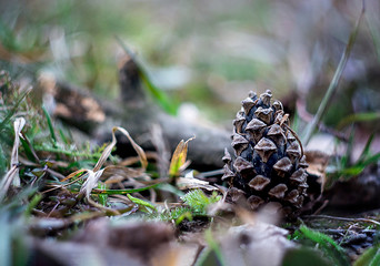  Nature. A cone in the forest lies near the twigs