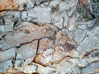 Embossed texture of the brown bark of a tree. Wooden texture background. Tree bark texture background.