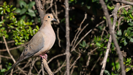 Mourning Dove Perched on Branch - 264315077