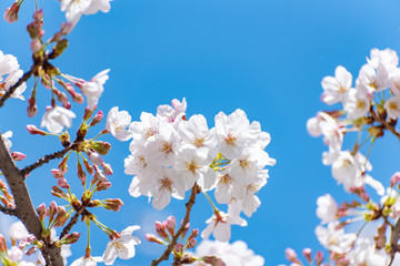 満開の桜の花
