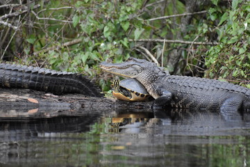 Alligator & Turtle