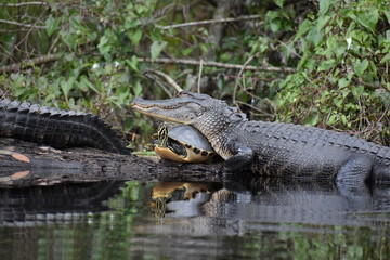 Obraz premium Alligator & Turtle