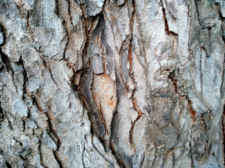 Embossed texture of the brown bark of a tree. Wooden texture background. Tree bark texture background.