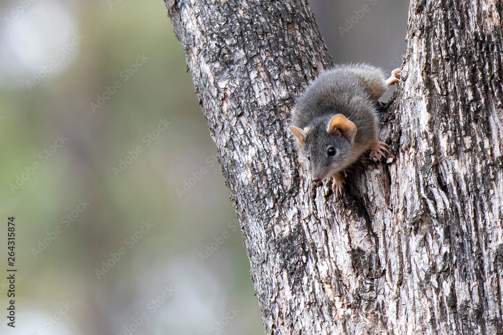 Wall mural yellow-footed antechinus (antechinus flavipes). maldon, victoria, australia