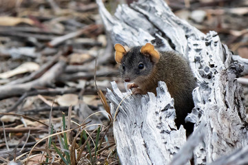 Yellow-footed Antechinus (Antechinus flavipes). Maldon, Victoria, Australia