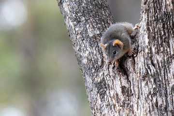 Yellow-footed Antechinus (Antechinus flavipes). Maldon, Victoria, Australia
