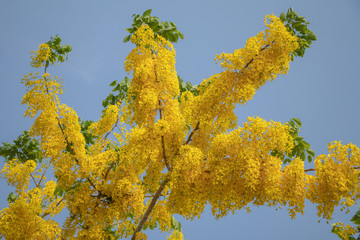 Fototapeta premium Selective focus beautiful Cassia Fistula flower blooming in a garden.Also called Golden Shower,Purging Cassia or Indian laburnum.Close up yellow flower in summer season.