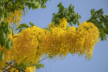 Selective focus beautiful Cassia Fistula flower blooming in a garden.Also called Golden Shower,Purging Cassia or Indian laburnum.Close up yellow flower in summer season.