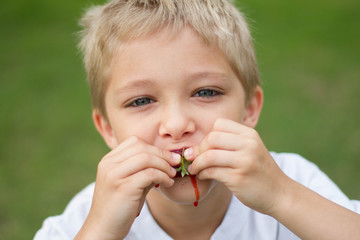Young boy eating a fresh strawberry from a backyard garden