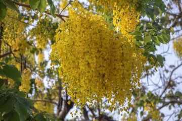 Selective focus beautiful Cassia Fistula flower blooming in a garden.Also called Golden Shower,Purging Cassia or Indian laburnum.Close up yellow flower in summer season.