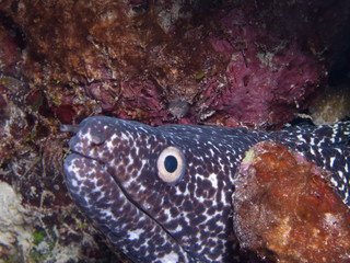 moray in your burrow, looking out