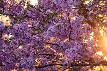 Cherry Blossom at Sundown