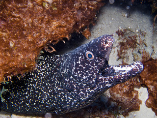 moray in your burrow