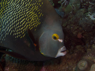 french angelfish