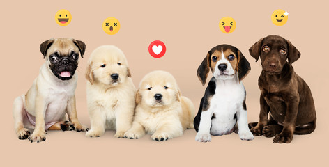 Puppies on social media