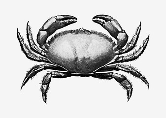 Vintage crab illustration - obrazy, fototapety, plakaty
