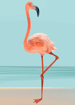 Hand drawn pink flamingo
