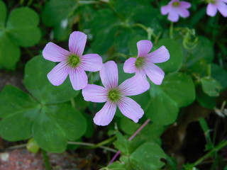 Purple Flowers